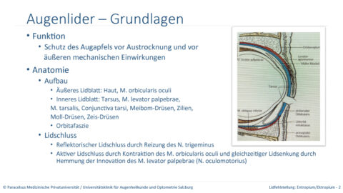 Augenlider – Grundlagen | Universitätsaugenklinik Salzburg